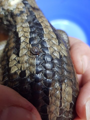 Bothriocroton hydrosauri