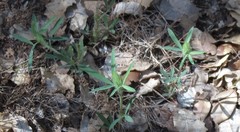 Trifolium angustifolium