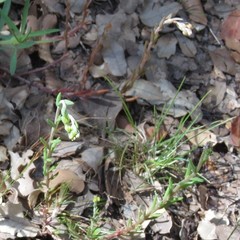 Petrosedum amplexicaule