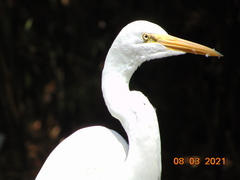 Ardea alba