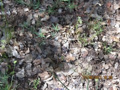 Trifolium angustifolium