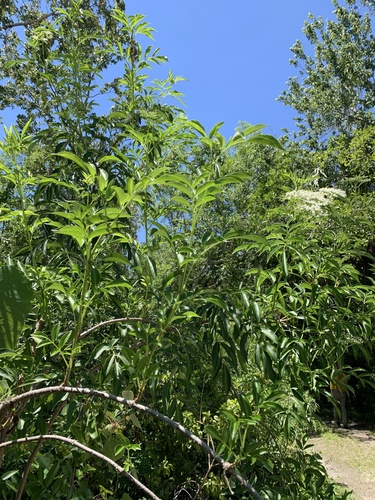 Adoxaceae image