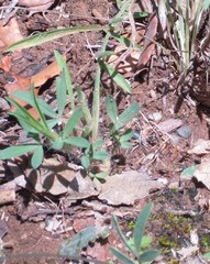 Trifolium angustifolium