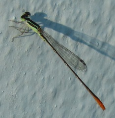 Agriocnemis gratiosa