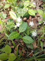 Stellaria corei