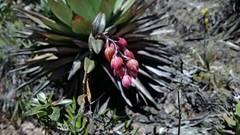 Epidendrum montigenum