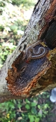 Geophilomorpha