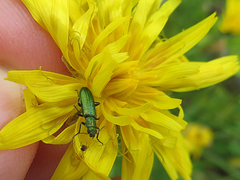 Psilothrix viridicoerulea