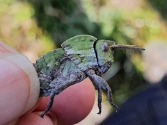 Pamphagus milevitanus