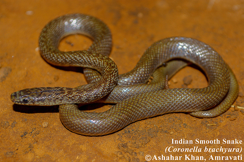 Indian Smooth Snake