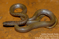 Wallophis brachyura