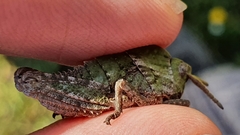 Pamphagus milevitanus