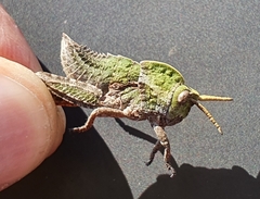 Pamphagus milevitanus