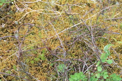 Gaultheria macrostigma