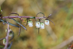 Gaultheria macrostigma