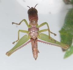Euschmidtiidae