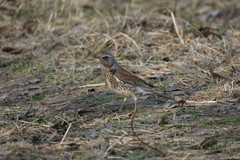 Turdus pilaris