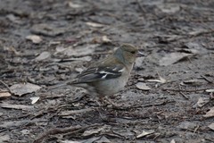 Fringilla coelebs