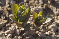 Physochlaina orientalis