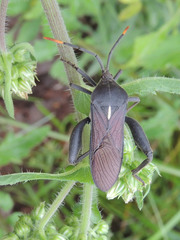 Anoplocnemis
