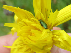 Psilothrix viridicoerulea