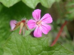 Geranium robertianum