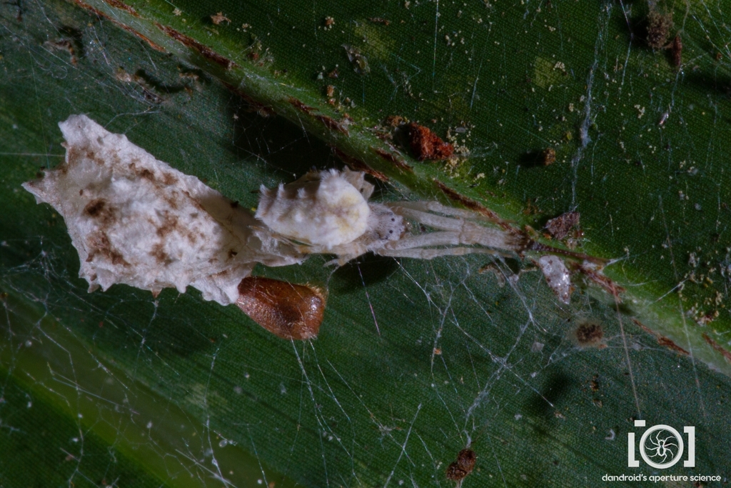 hackled orb weavers