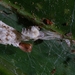Uloborus campestratus - Photo (c) Daniel Roueche, some rights reserved (CC BY-NC), uploaded by Daniel Roueche