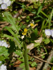 Youngia thunbergiana