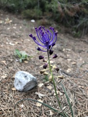 Muscari comosum