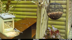 Periparus ater britannicus