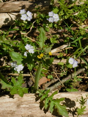 Youngia thunbergiana