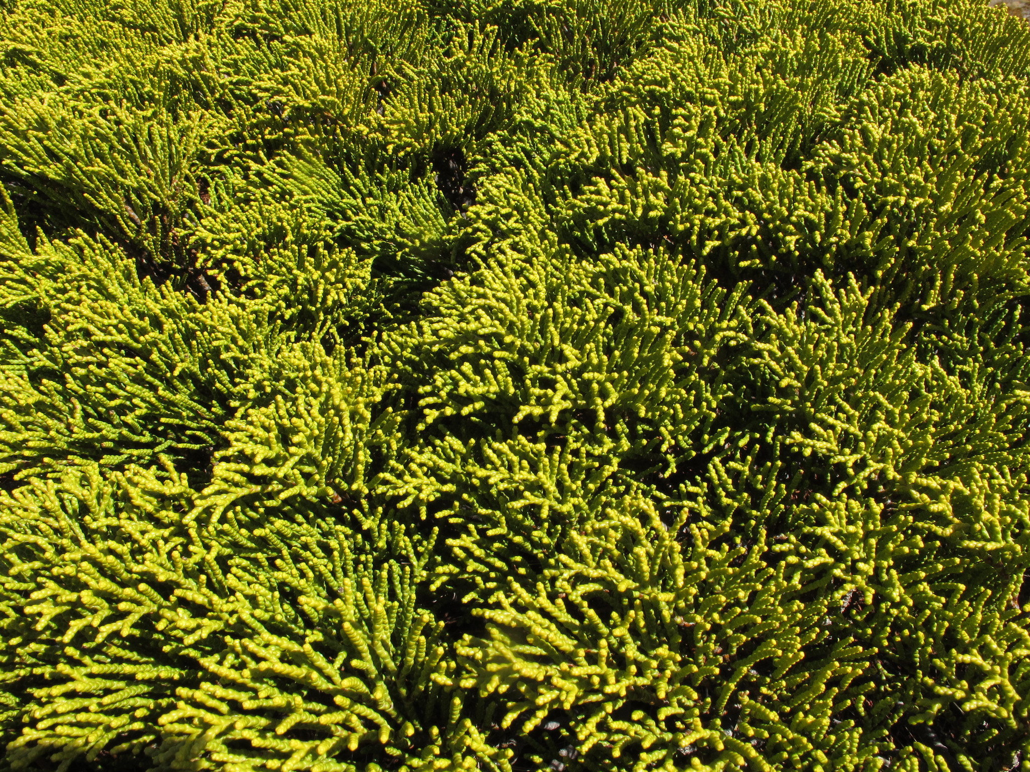 Image of Veronica propinqua by (c) John Barkla, some rights reserved (CC BY)