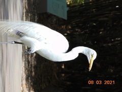 Ardea alba