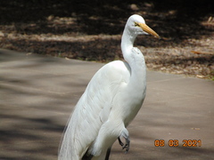 Ardea alba
