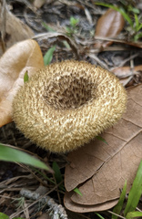 Lentinus berteroi