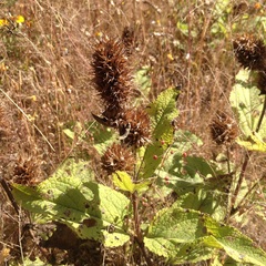 Lepechinia caulescens