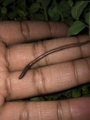 Lumbricus terrestris