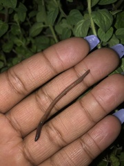 Lumbricus terrestris