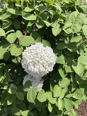 Viburnum carlcephalum