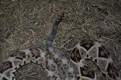 Crotalus tzabcan