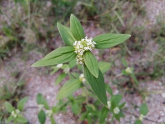 Spermacoce ocymifolia