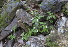 Cardamine anemonoides