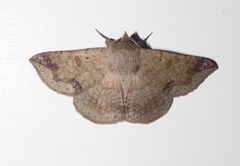 Ericeia congressa