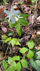 Anemonoides lancifolia