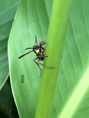 Polistes cinerascens