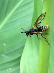 Polistes cinerascens