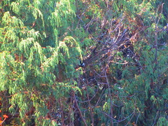 Periparus ater melanolophus