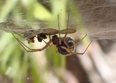 Frontinellina frutetorum