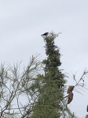 Turdus merula